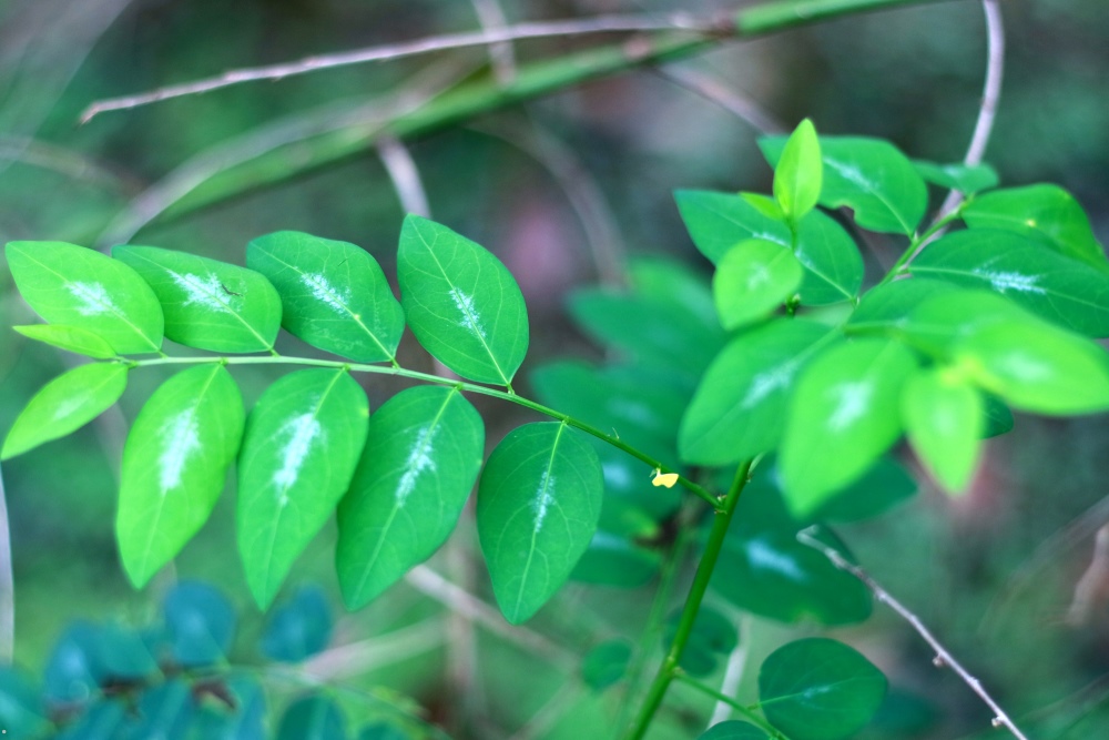 Feature Image Rahasia Daun Katuk dalam Herba Asimor untuk Produksi ASI Lebih Lancar Asimor ASI Booster Pelancar ASI