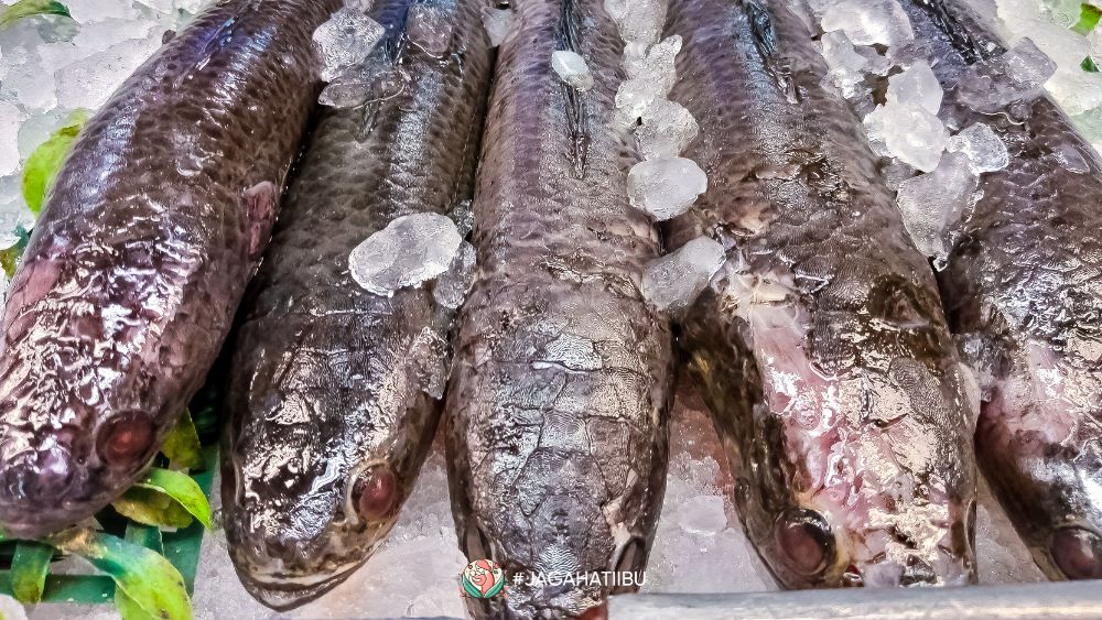 Feature Image Manfaat Ikan Gabus Saat Puasa, Jangan Lewatkan! Asimor ASI Booster Pelancar ASI